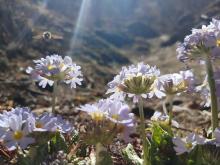हिड्दै जादा बाटोमा फुलेको फुल